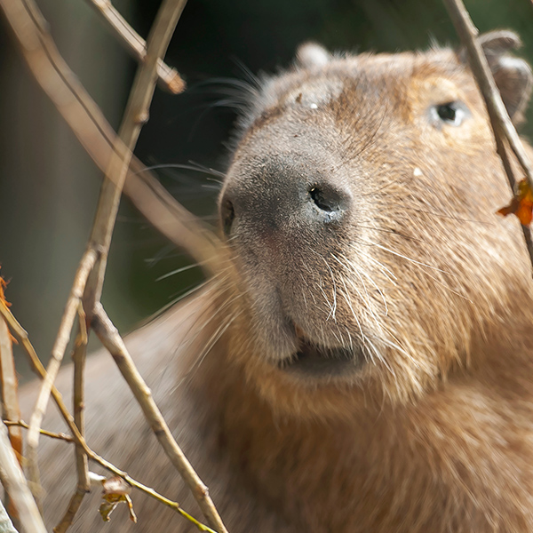 Capybara beige
