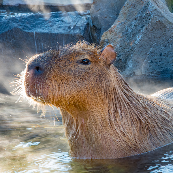Capybara dans l'eau