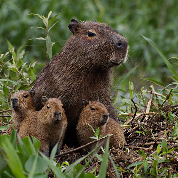 Famille de capybara