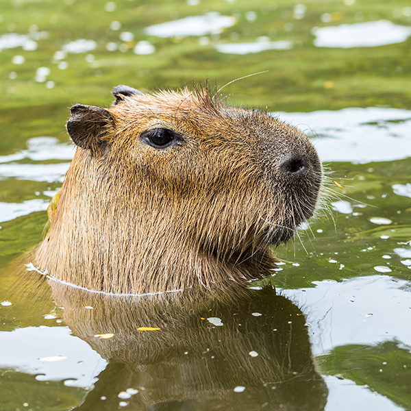 Capybara dans la rivière