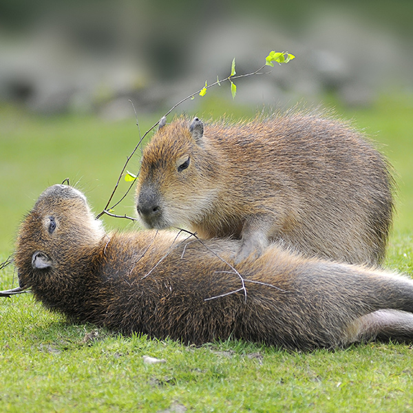 Un capybara s'endort