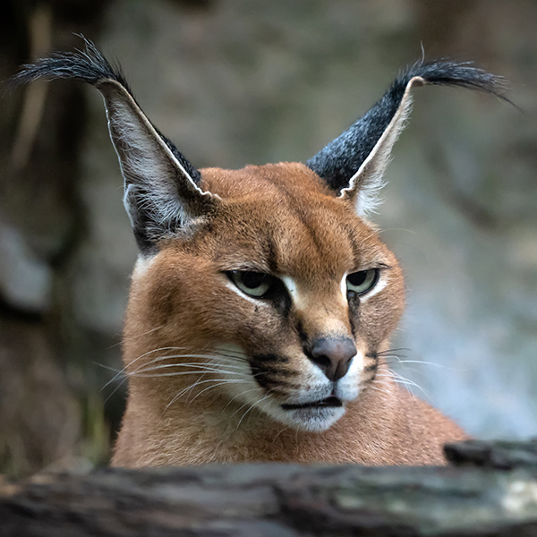 Caracal à l'attente