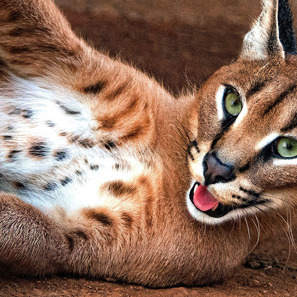 Caracal qui joue