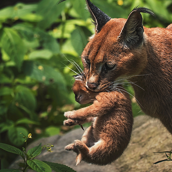 Maman caracal avec bébé