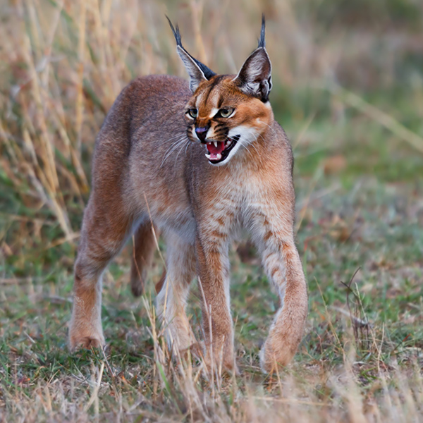 Caracal dans la plaine