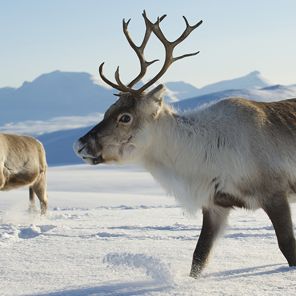 Caribou dans l'artique