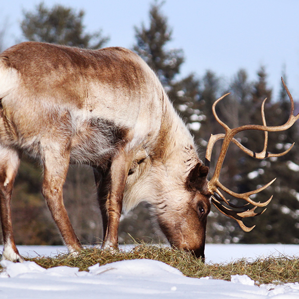 Caribou en hiver