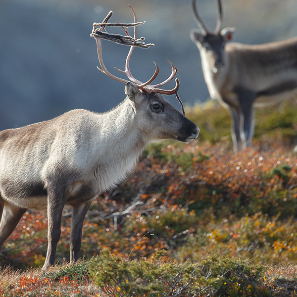 Caribou en montagne