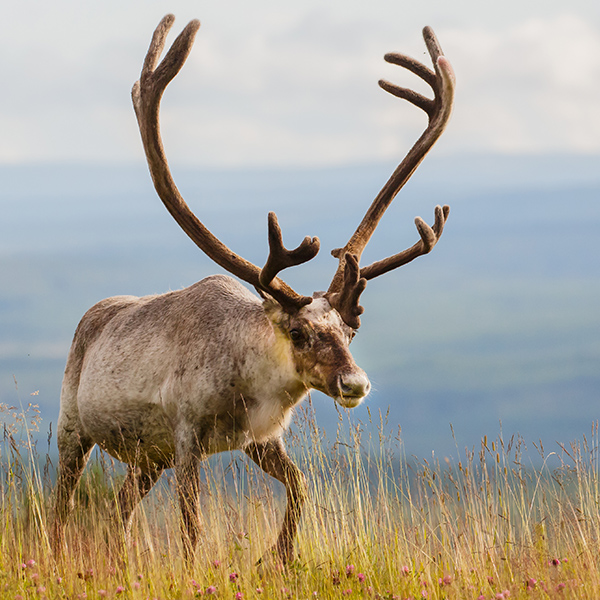 Caribou dans la plaine