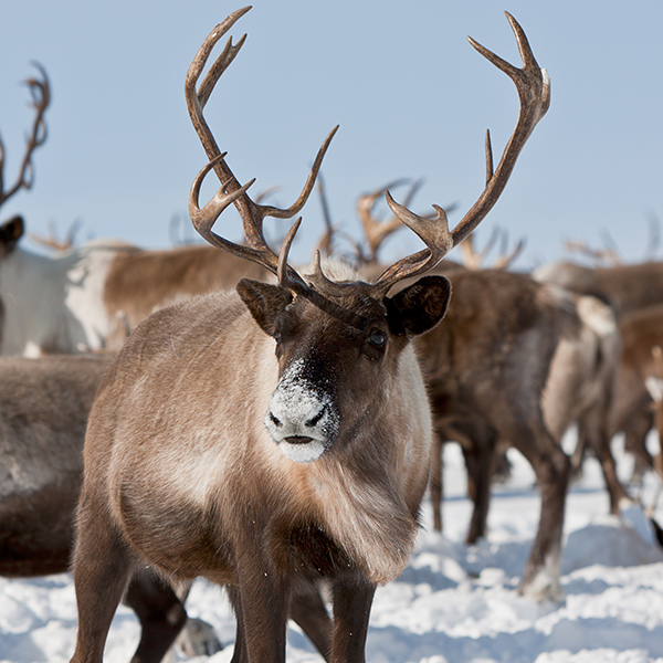 Troupeau de caribou