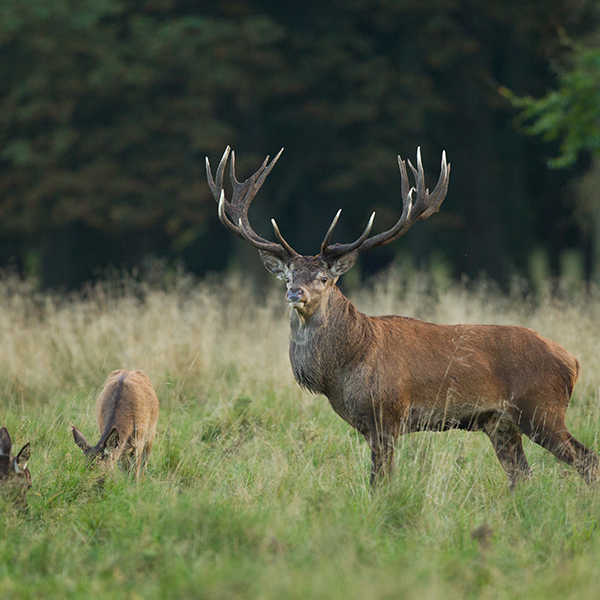 Cerf dans la clairière