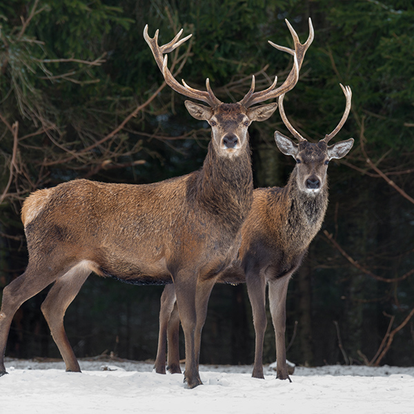 Cerfs en forêt