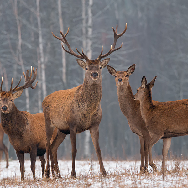 Groupe de cerfs