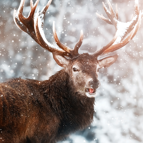 Cerf dans la neige