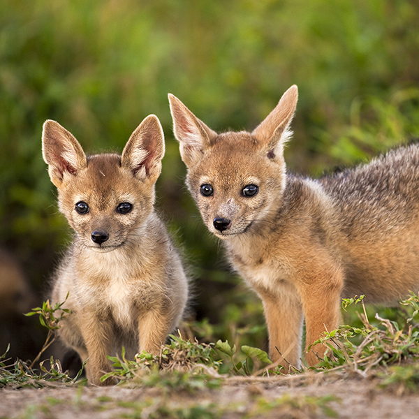 Bébés chacal