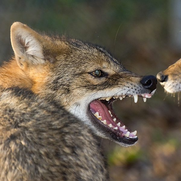 Combat de chacal