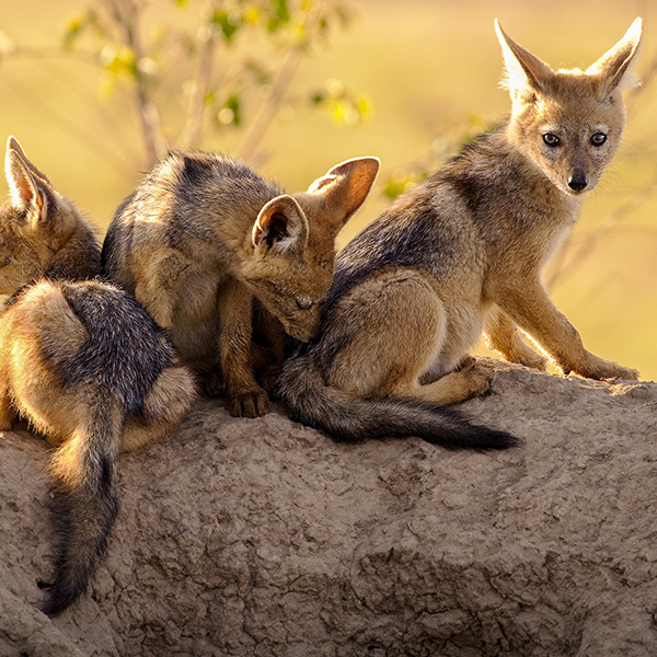 Groupe de chacals