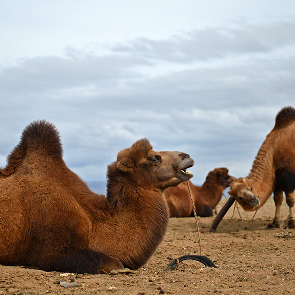 Groupe de chameaux