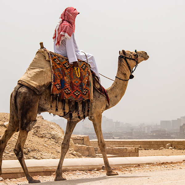 Chameau de transport