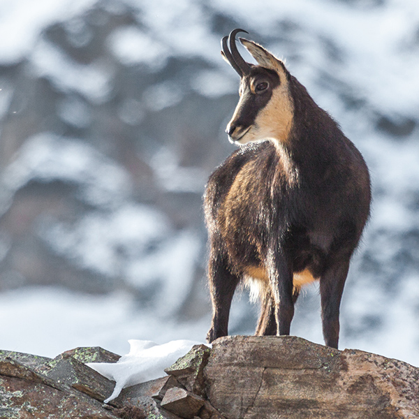 Chamois en hiver