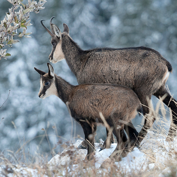 Maman chamois avec bébé