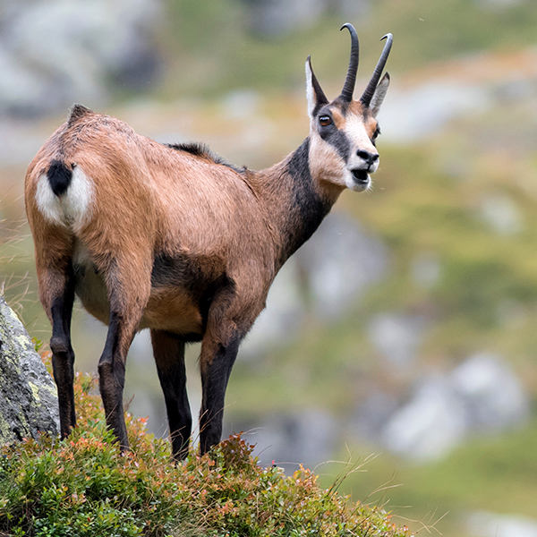 Chamois en montagne