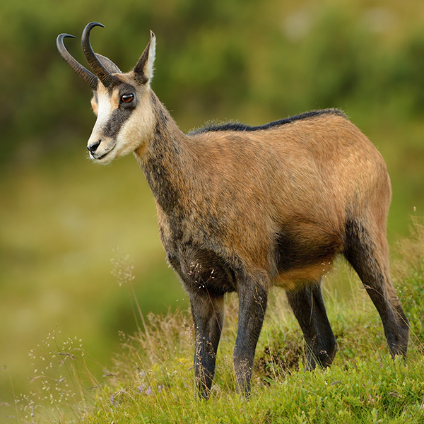 Chamois dans la prairie