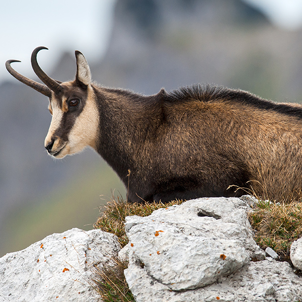 Chamois au repos