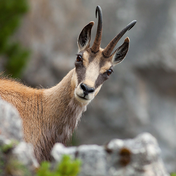 Tête de chamois