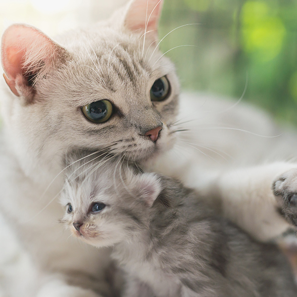 Maman chat avec bébé