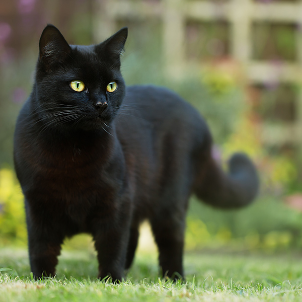 Chat noir