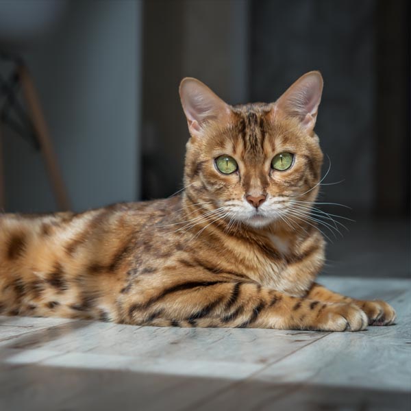 Chat bengal calme