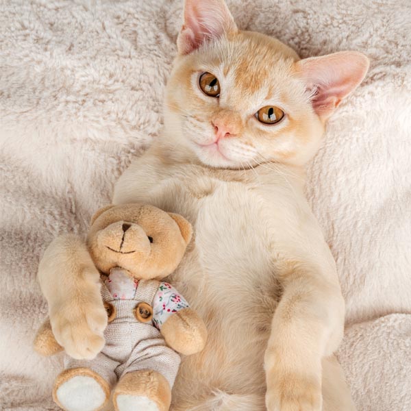 Le Burmese, un chat affectueux