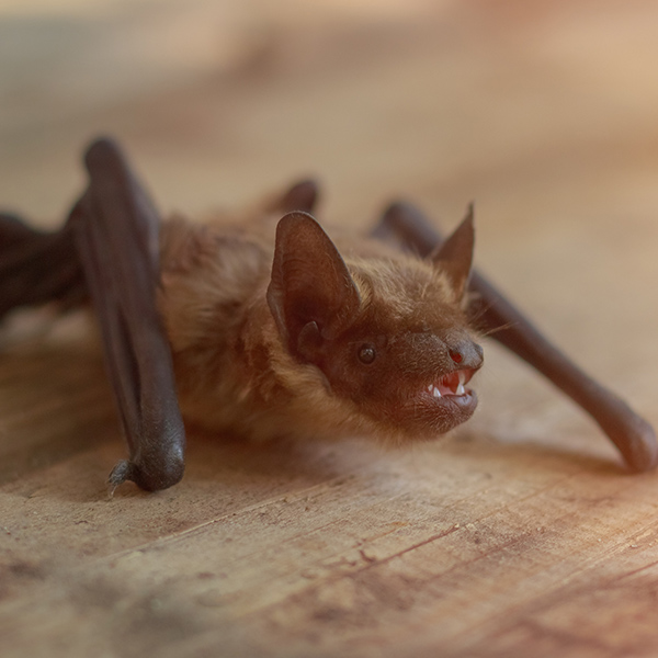 Chauve-souris qui marche