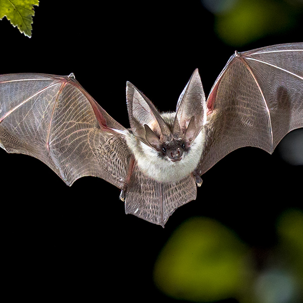 Chauve-souris qui plane