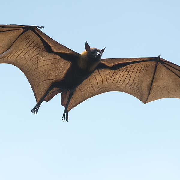 Chauve-souris en vol