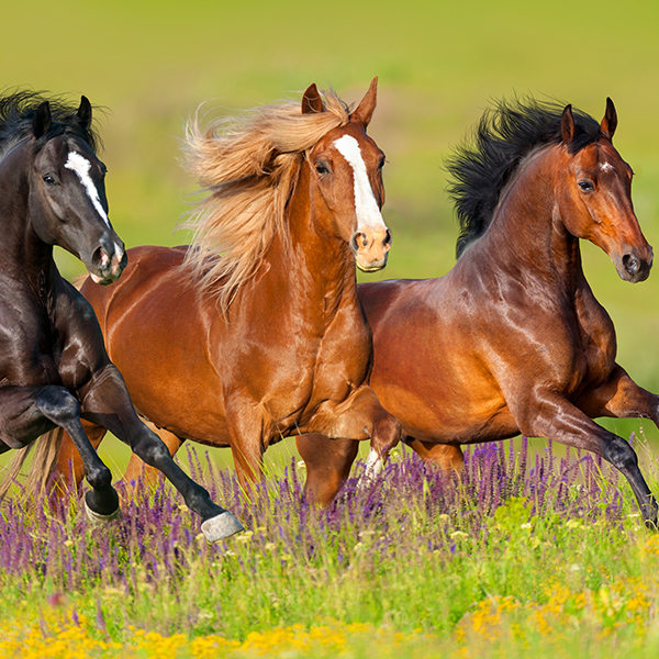 Groupe de chevaux