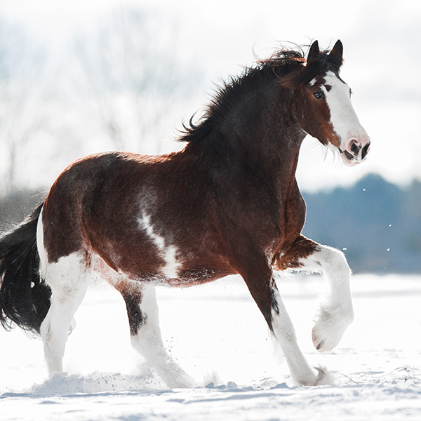 Cheval en hiver