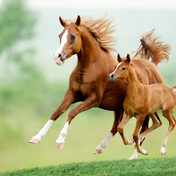 Maman cheval avec bébé