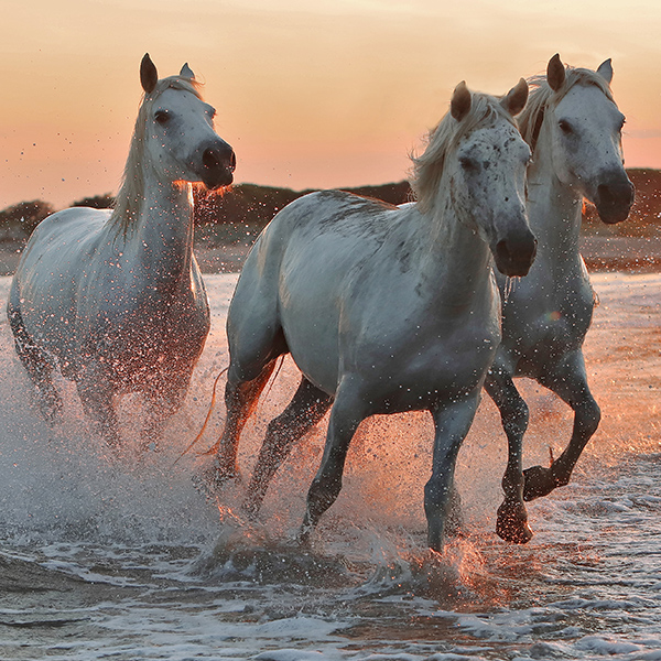 Chevaux sur la plage