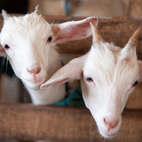 Bébés chèvres