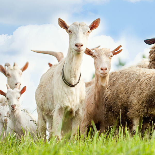 Chèvres dans le pré