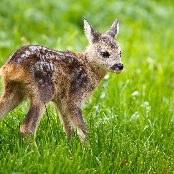 Bébé chevreuil