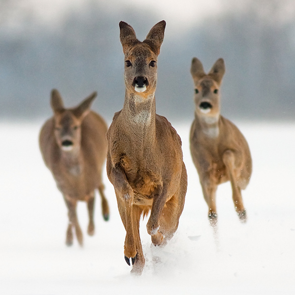 Chevreuils en hiver