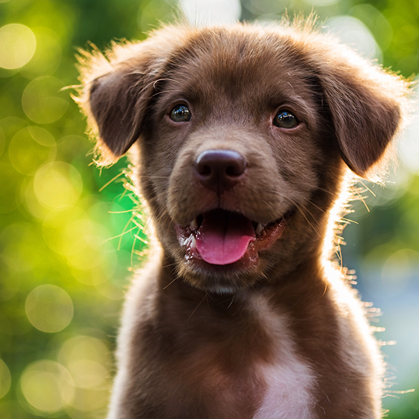 Bébé chien brun