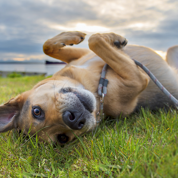 Chien qui joue