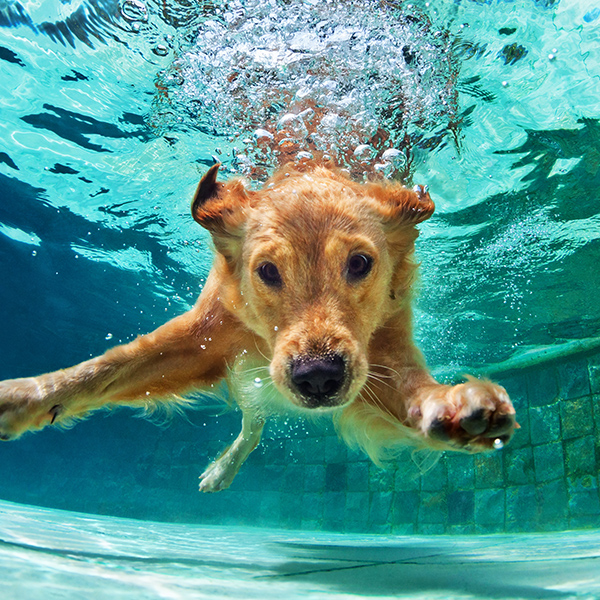 Chien dans la piscine