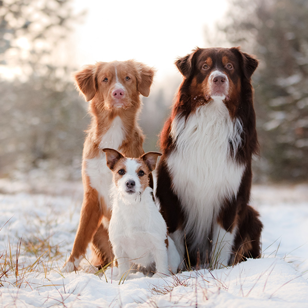 Trio de chiens