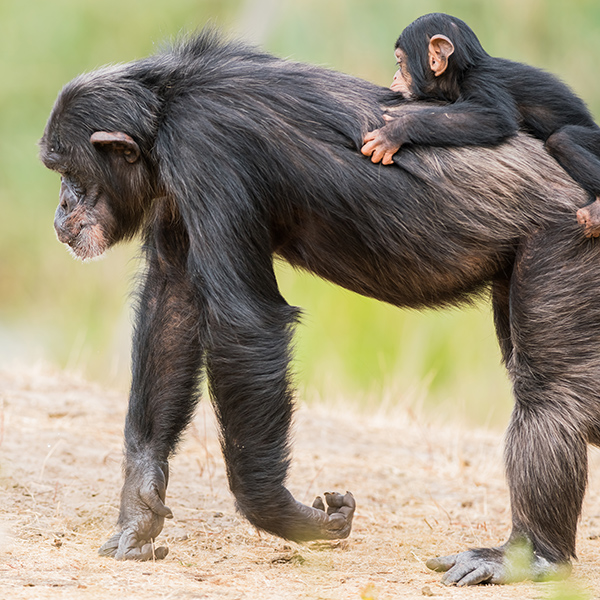 Famille de chimpanzé