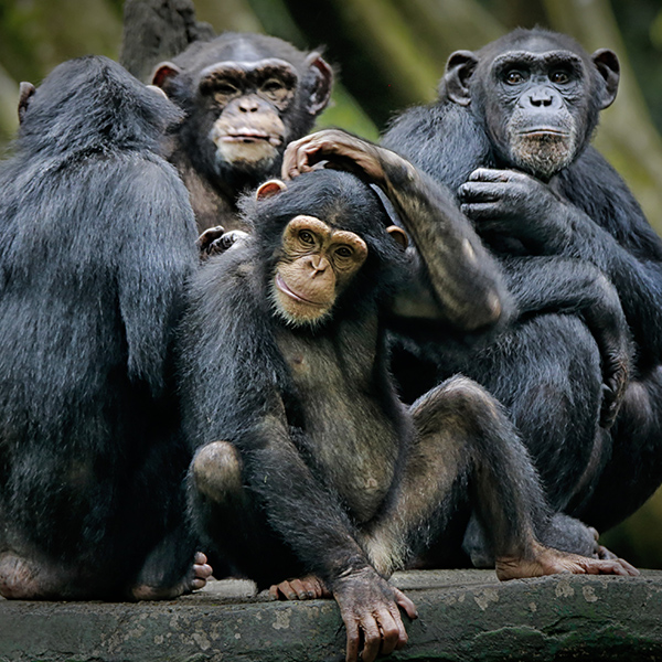 Groupe de chimpanzés